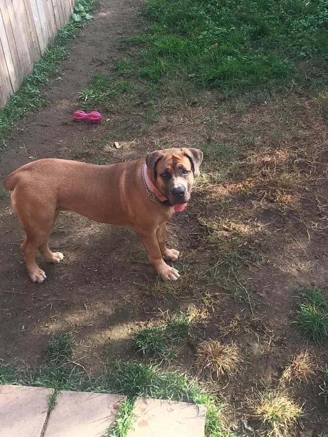 Blessed Boerboels profile photo