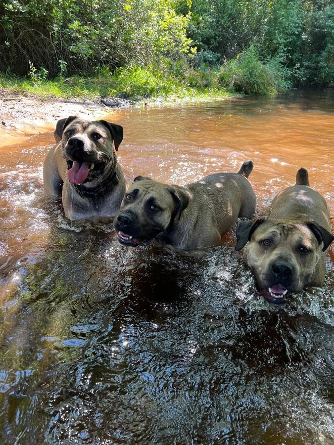 Catalina's Boerboels profile photo
