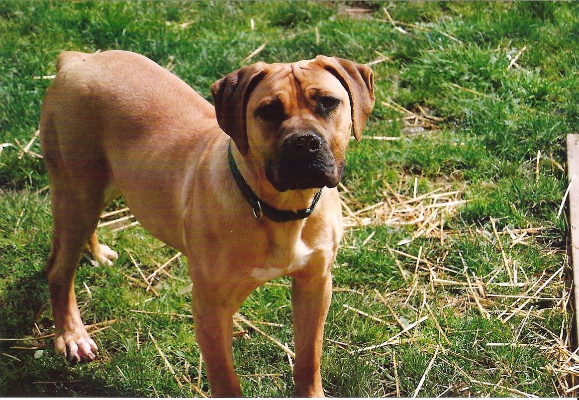CK Boerboels profile photo