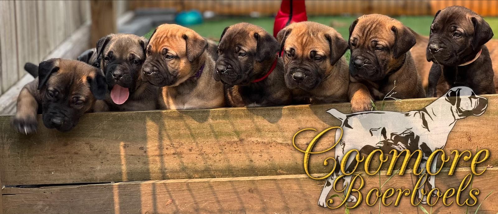 Coomore Boerboels profile photo