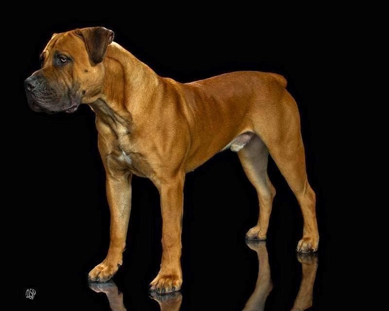 Darkwater Boerboels profile photo