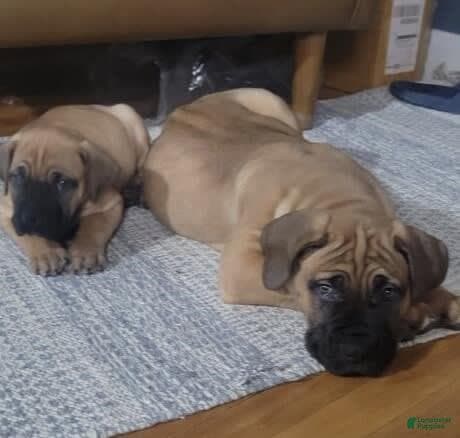Dorsey's South African Boerboels profile photo
