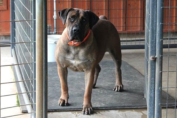 Hidden Creek Boerboels profile photo