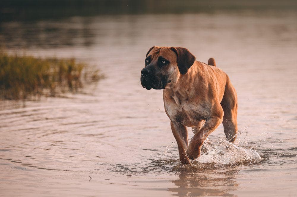 Hurricane Boerboels profile photo