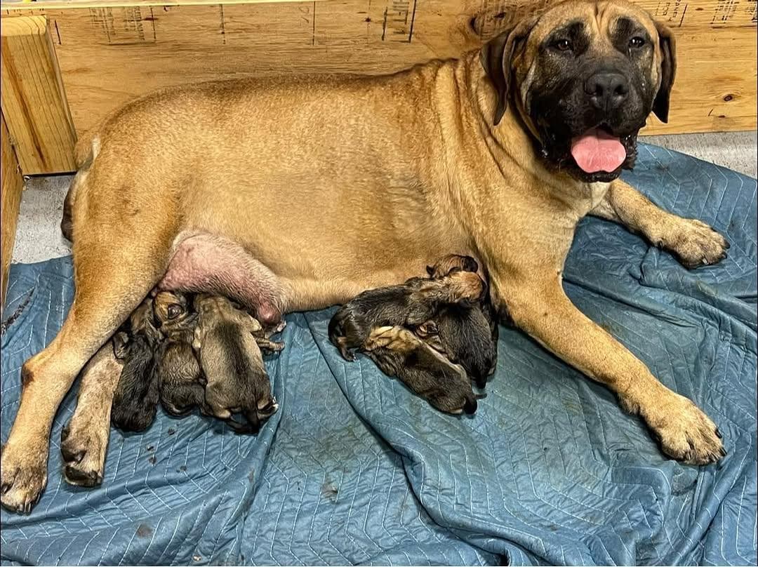 Liberty Boerboel Kennels profile photo