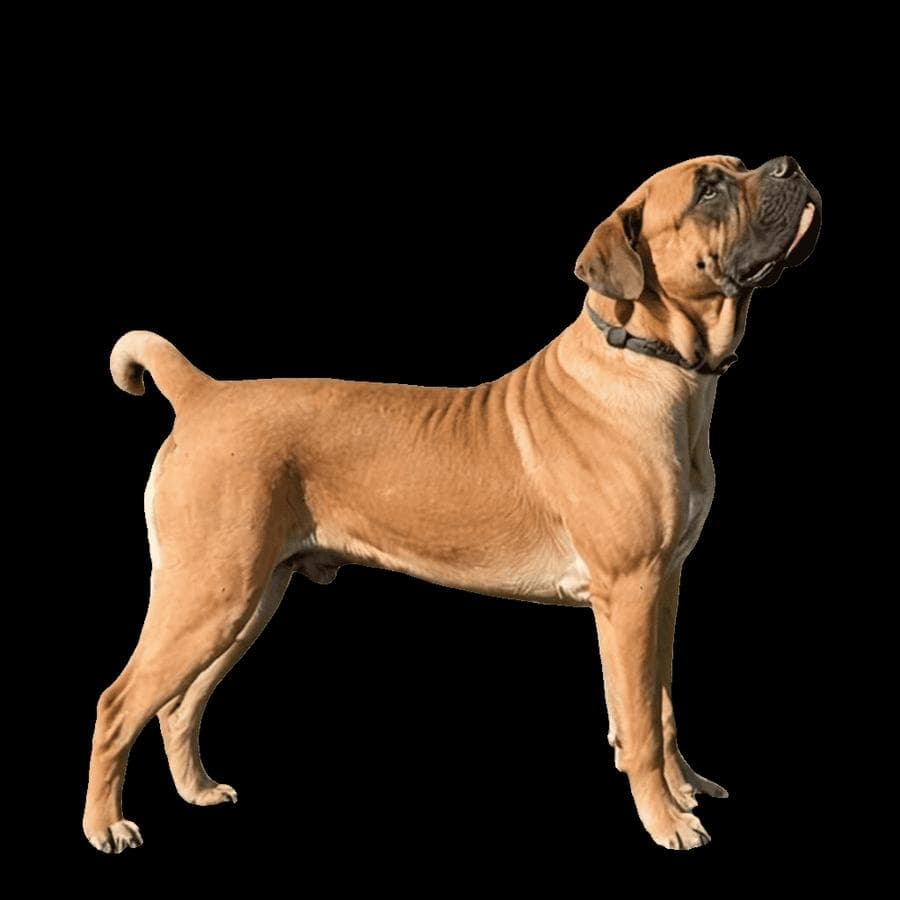Lone Star Mastiffs profile photo