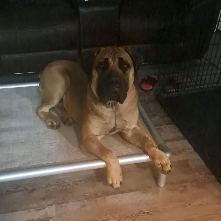 Louisiana State Boerboels profile photo