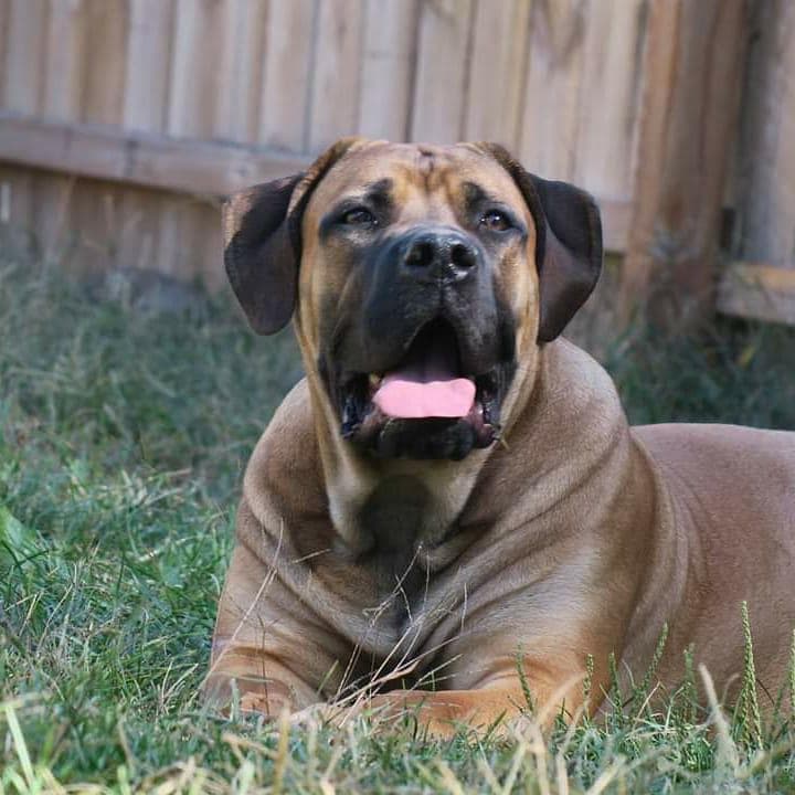 Magni Boerboels profile photo