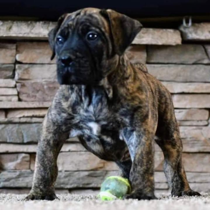 Magnolia State Boerboels LLC profile photo