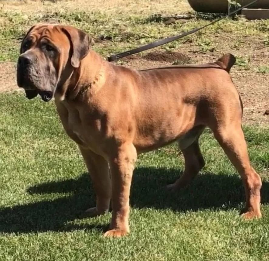 Maximo Kennels profile photo