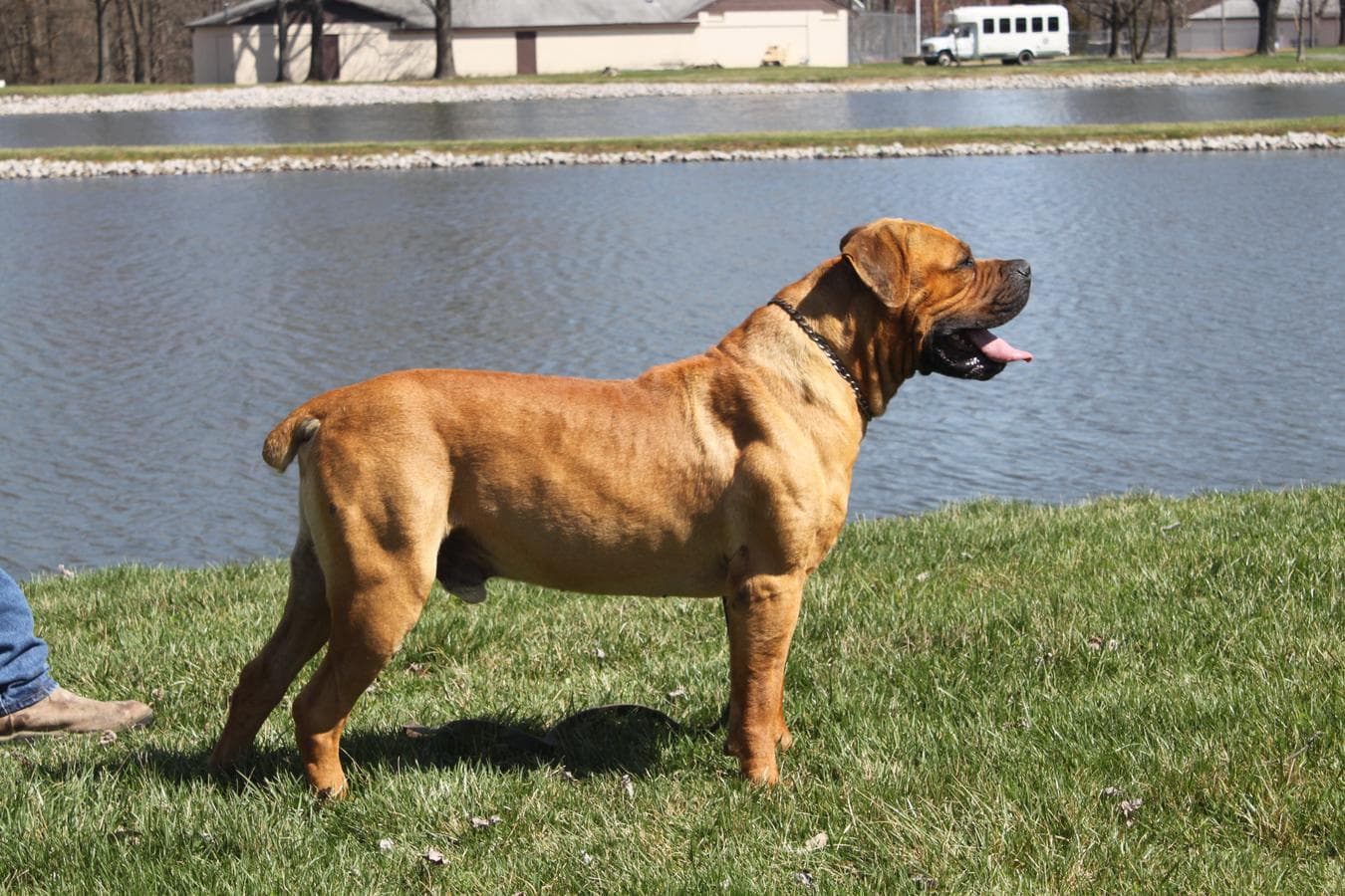 Mid-America Boerboels profile photo