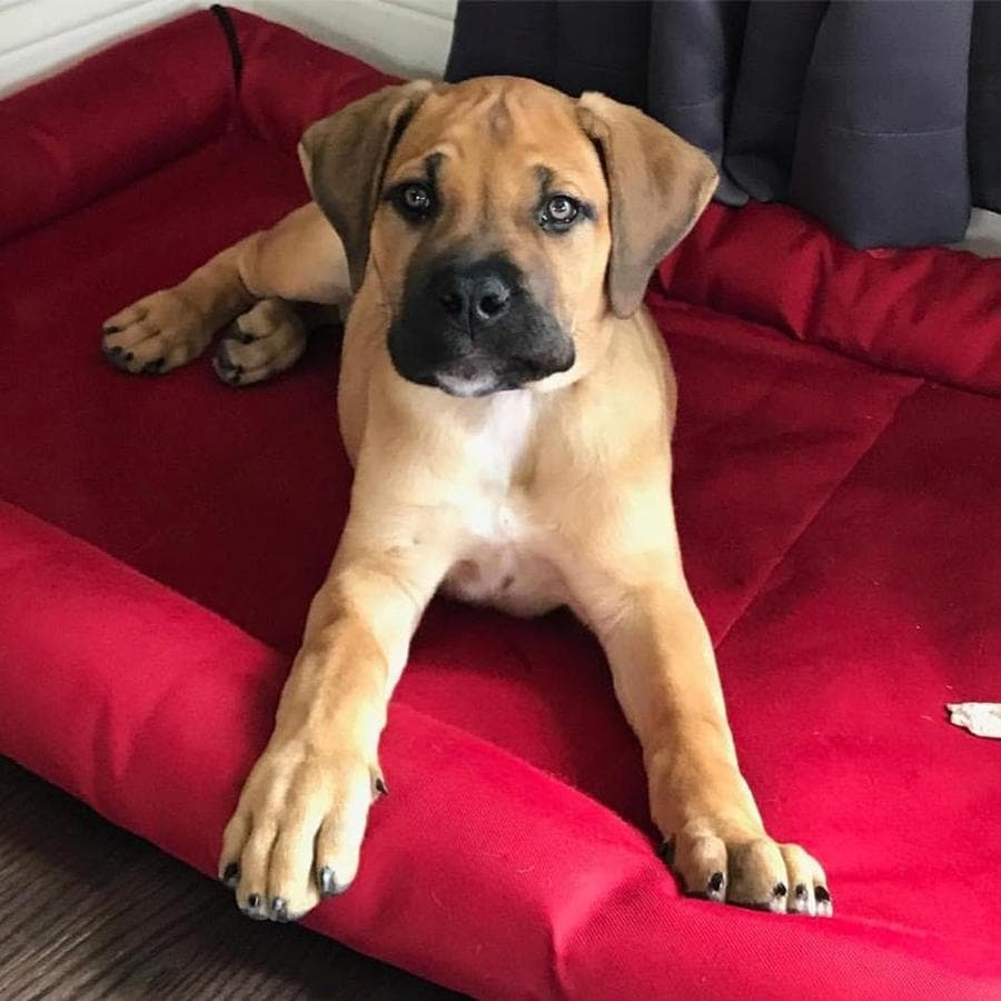 Mid Atlantic Boerboels (MAB) profile photo