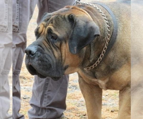 Norseland Boerboels profile photo