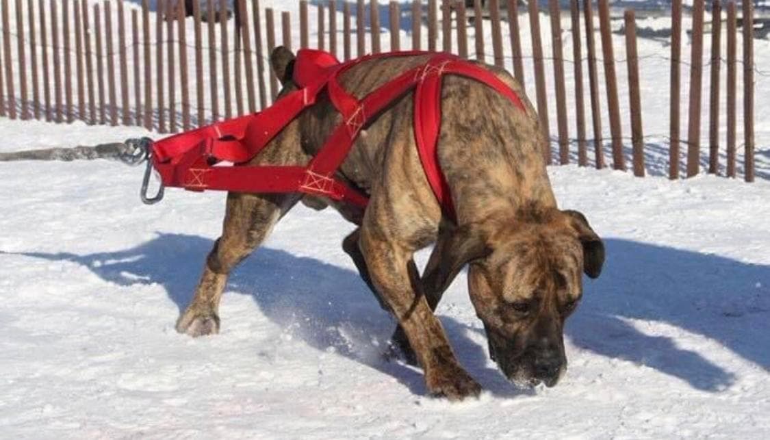Northland Boerboels profile photo