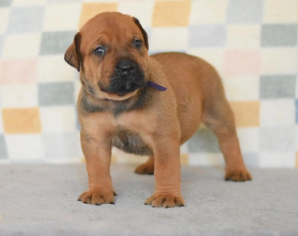 Pacific Coast Boerboels profile photo