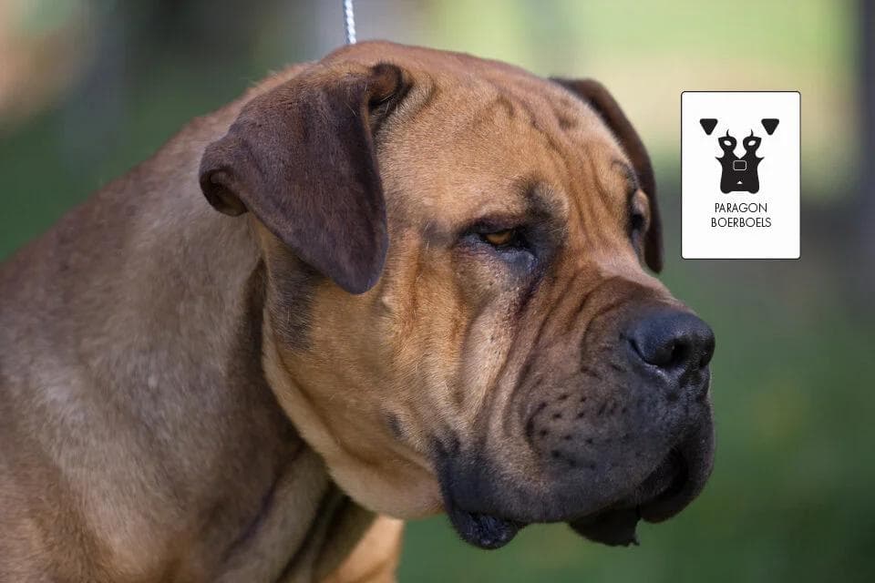 Paragon Boerboels profile photo