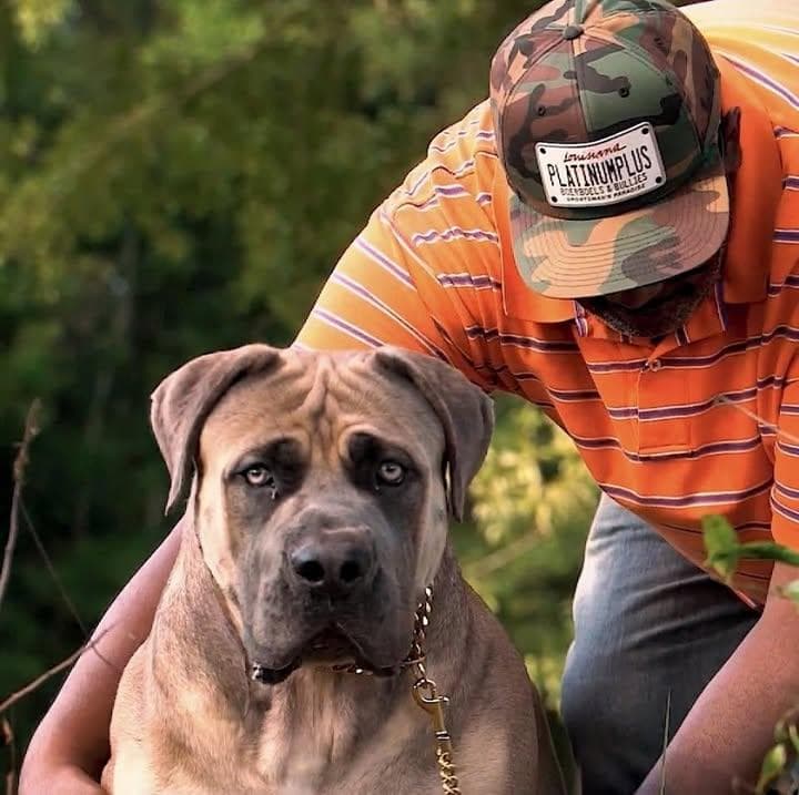 Platinum Plus Boerboels profile photo