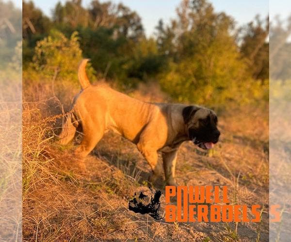 Powell Boerboels profile photo