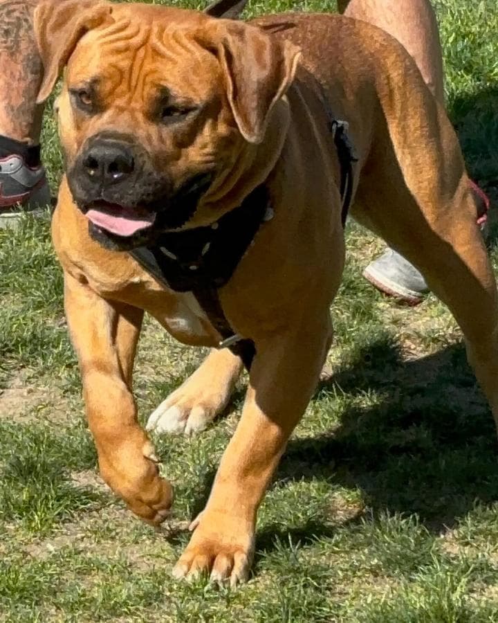 Prophecy Boerboels profile photo