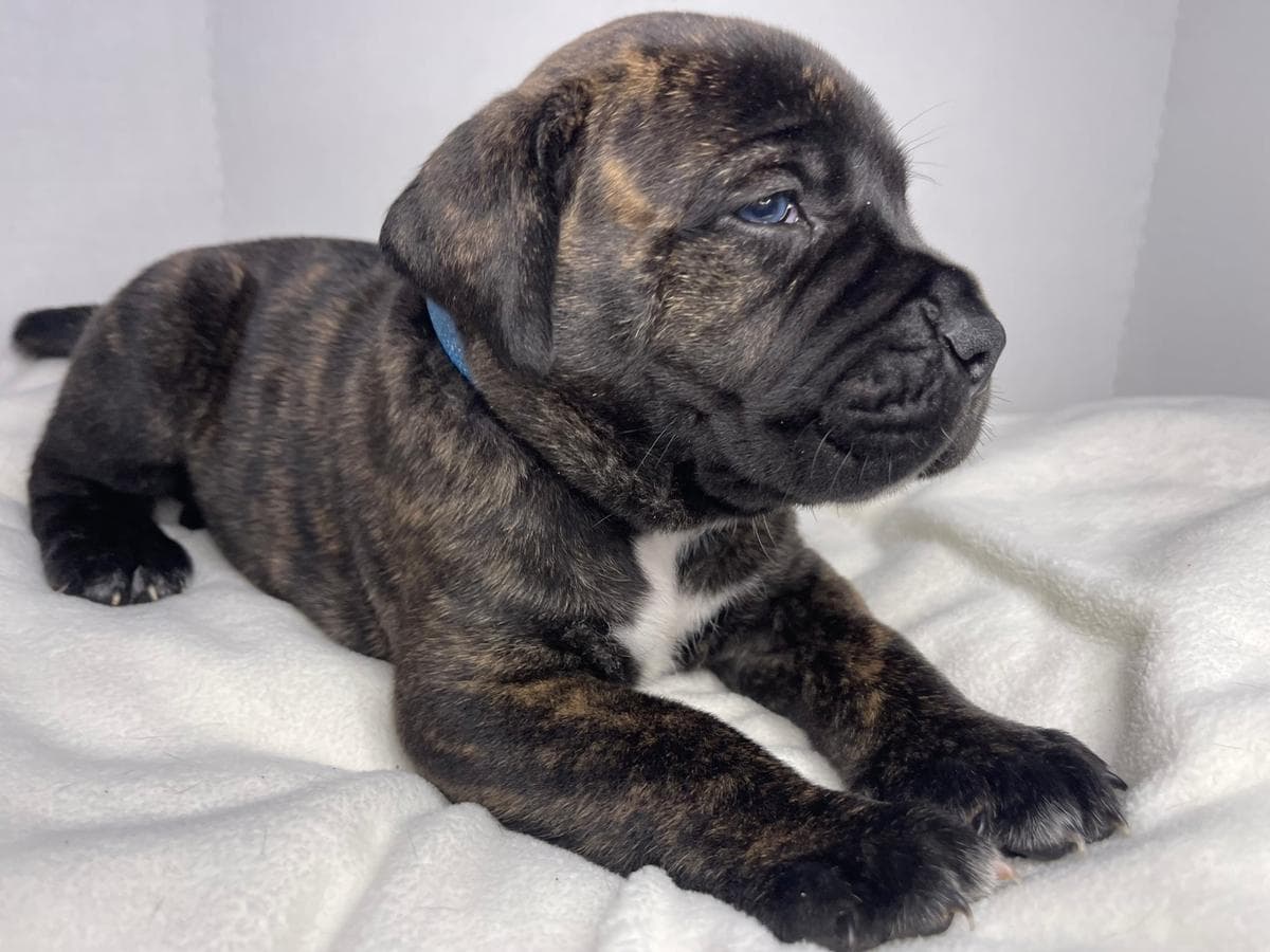 RBS III Kennels profile photo