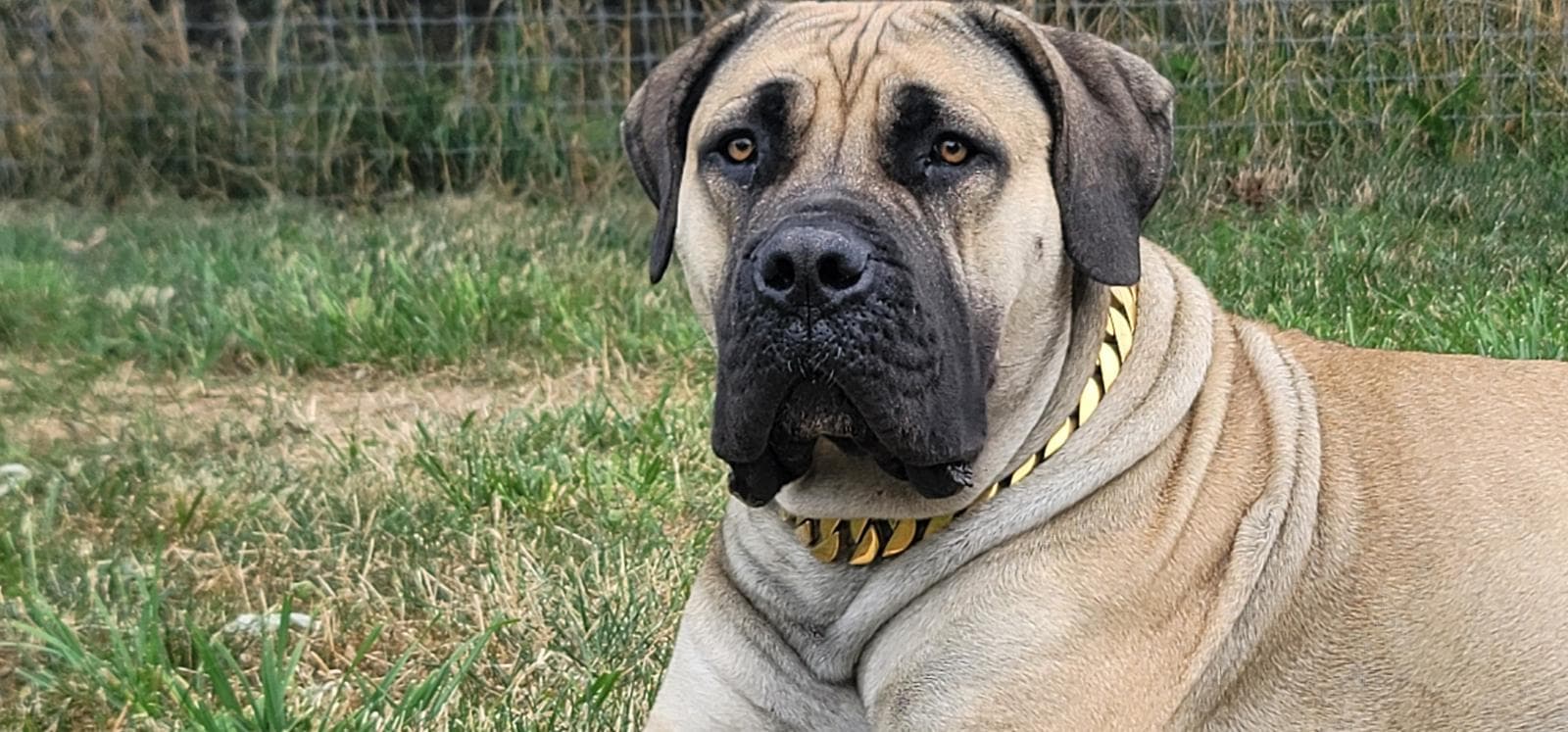 Red Barn Boerboels profile photo