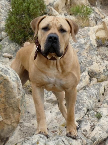 Red Rox Boerboels profile photo
