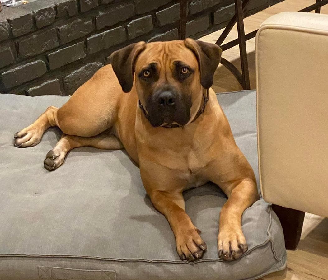 Redwood Coast Boerboels profile photo