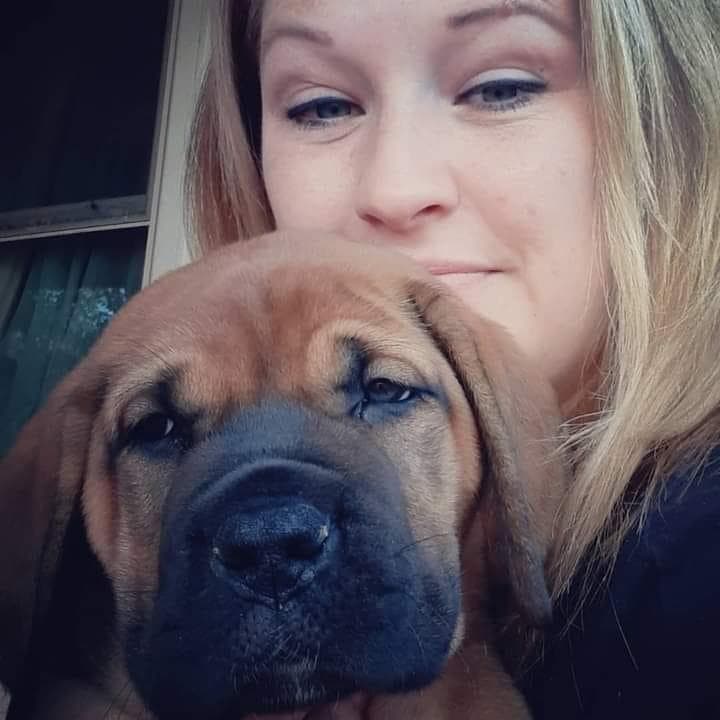 Revelation Boerboels profile photo