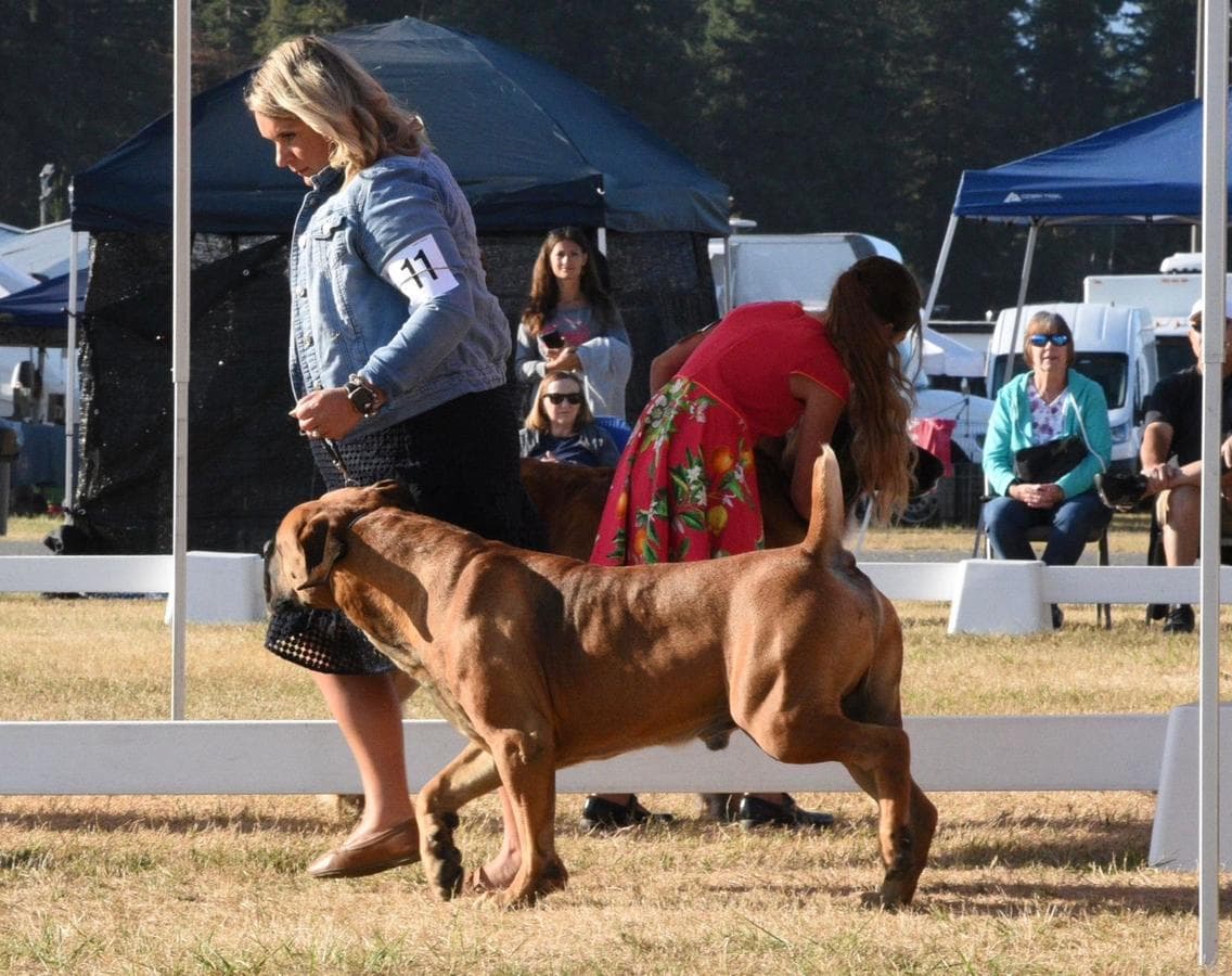 Rivers Edge Boerboels profile photo