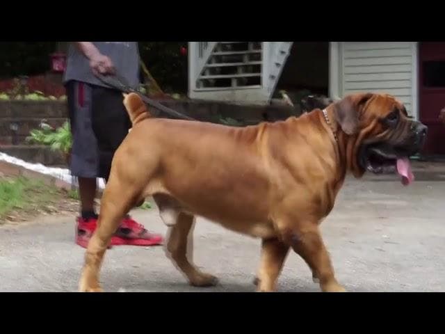 RockWall Boerboels profile photo