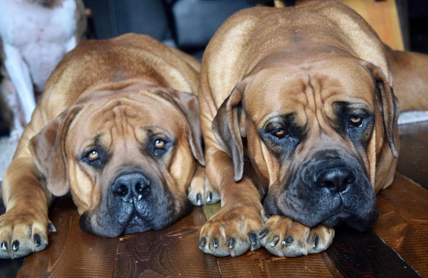 Rocky Mountain Boerboels profile photo