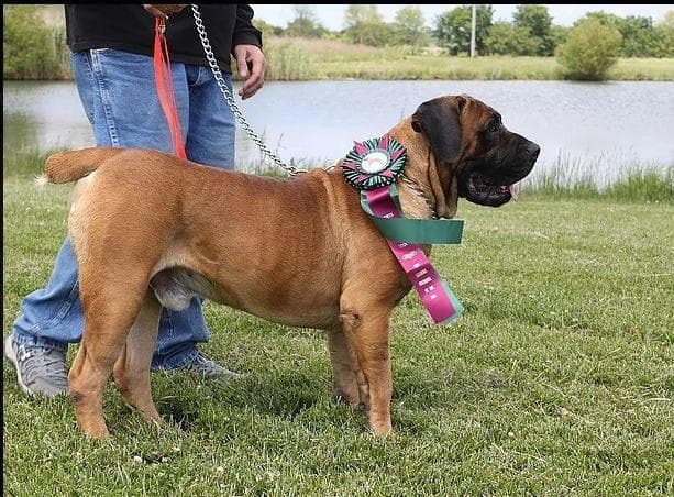 Salt Lake Boerboels profile photo