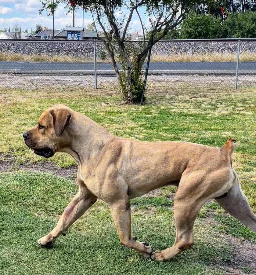 Supreme Line Boerboels profile photo