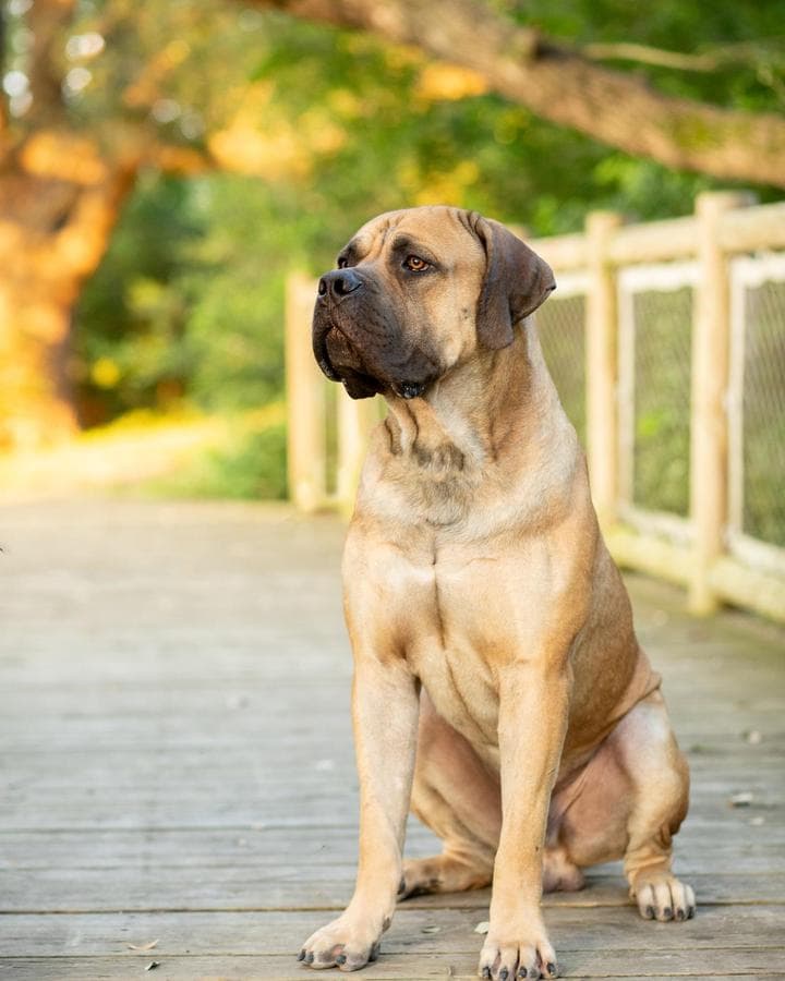 Sure Bet Kennels profile photo
