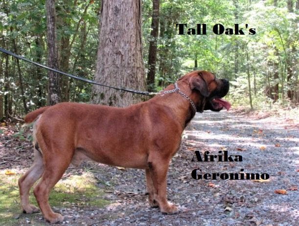 Tall Oaks Kennels profile photo