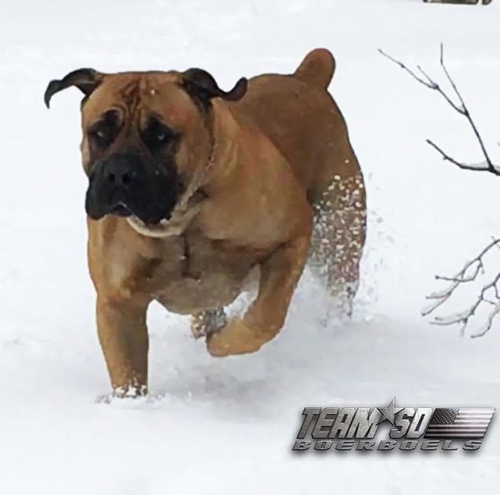 Team SD Boerboels profile photo