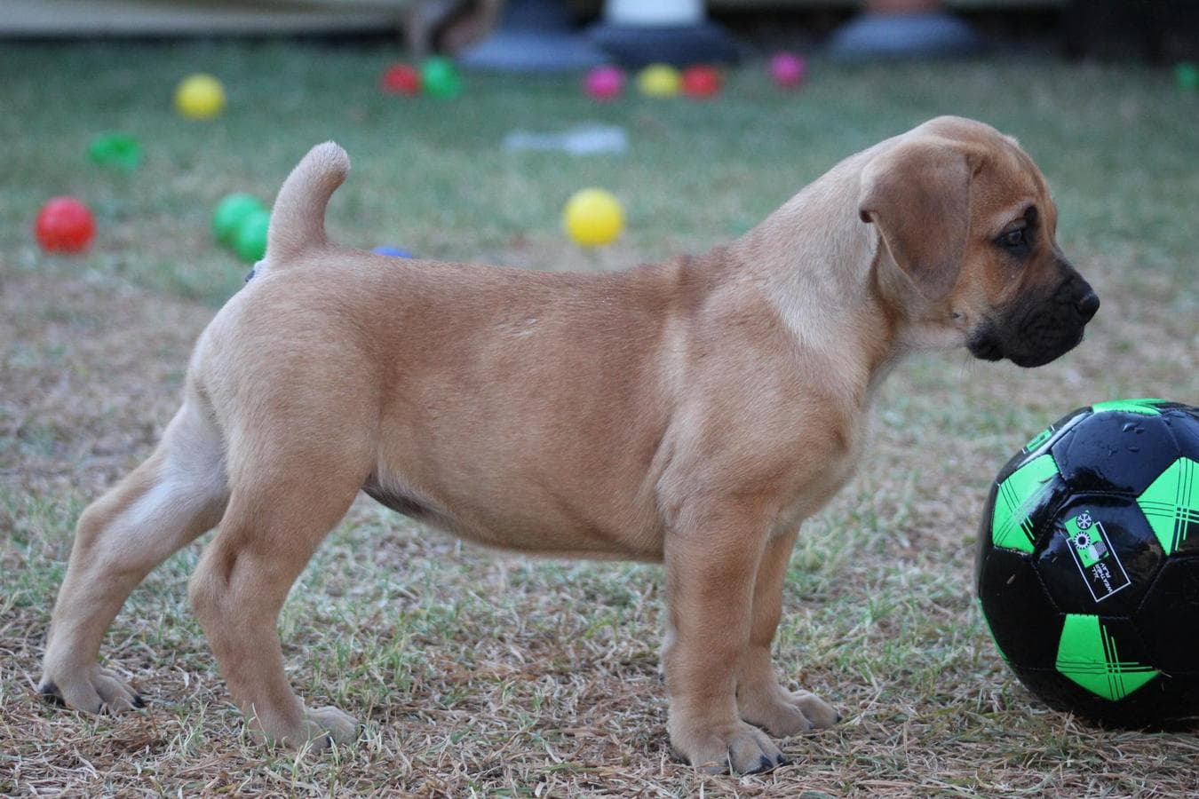 TXT Boerboels profile photo