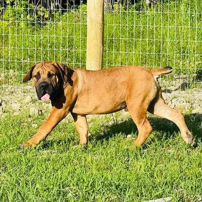 Upstate Boerboel profile photo