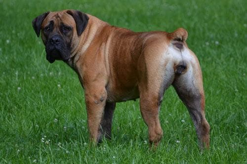 Whispering Creek Boerboels profile photo