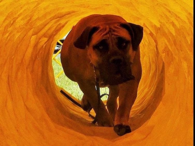 Wilby Boerboels profile photo
