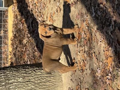 Xtreme Butler Boerboels profile photo