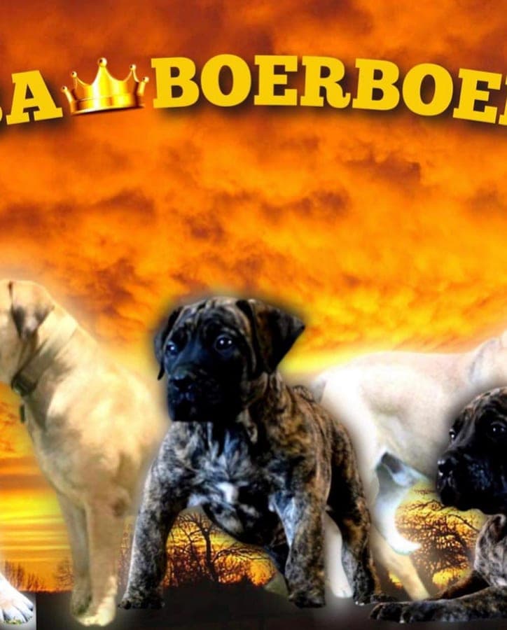 1st Mississippi South African Boerboels profile photo
