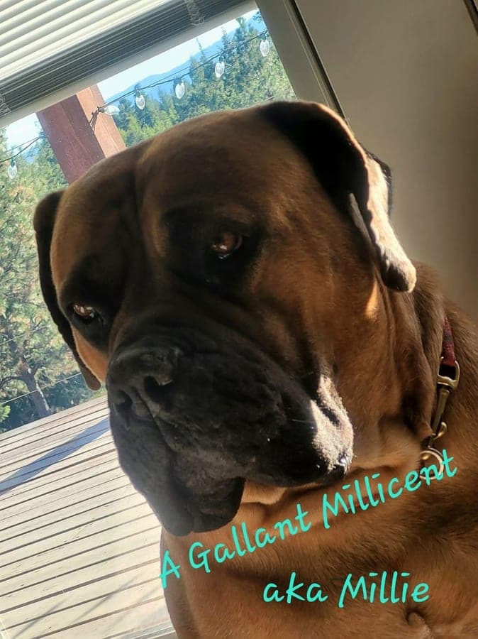 A Gallant Boerboel profile photo