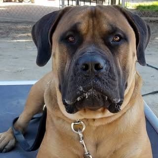 A Gallant Boerboel profile photo