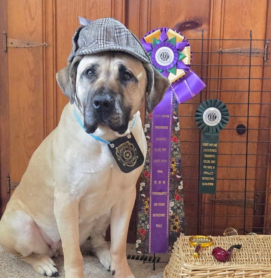A LoneStar Kennels profile photo