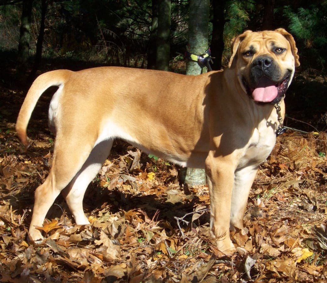 Adara Ridge Boerboels profile photo