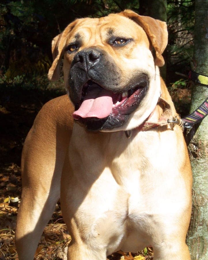 Adara Ridge Boerboels profile photo