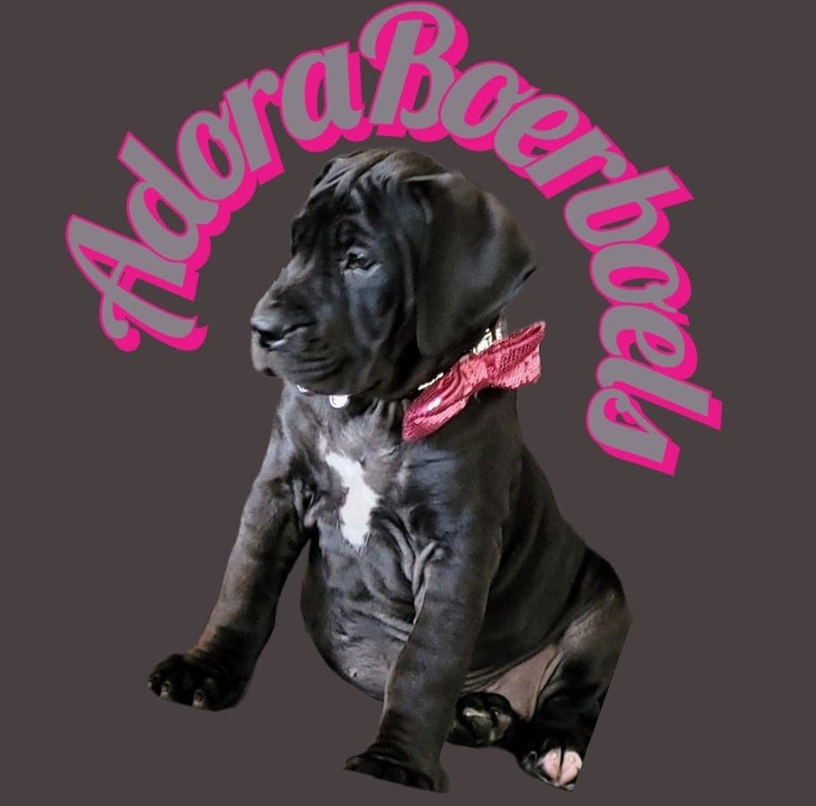 Adora boerboels profile photo