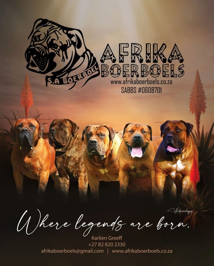 Afrika Boerboels profile photo