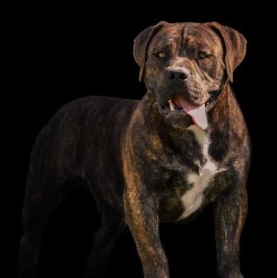 Allen's Virginia Boerboels profile photo